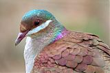 Key West Quail-Doveborder=